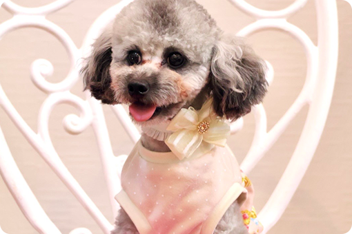 犬服教室コースのイメージ